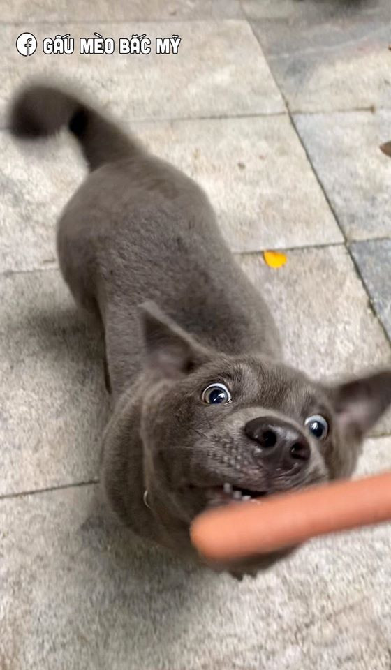 Được biết, Nguyễn Văn Dúi thuộc giống chó chân ngắn Dingo và giống chó bản địa H'Mông.