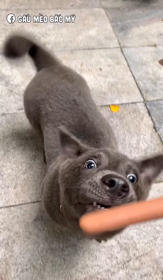 Được biết, Nguyễn Văn Dúi thuộc giống chó chân ngắn Dingo và giống chó bản địa H'Mông.