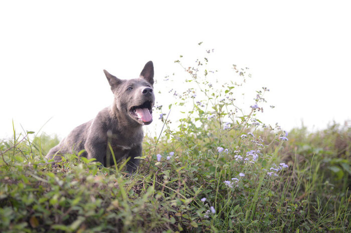 Có thể thấy, không còn vẻ ngoài “ngắn cũn” cùng cặp tai cụp, Dúi bây giờ đã cao to “vạm vỡ”, chân dài hơn và thân hình cũng cứng cáp hơn.