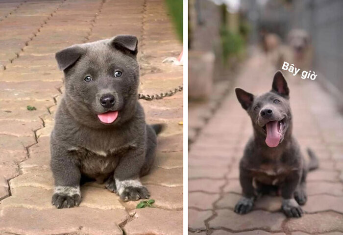 Loạt ảnh mới này của Dúi đã nhanh chóng nhận được nhiều chú ý từ phía cư dân mạng.