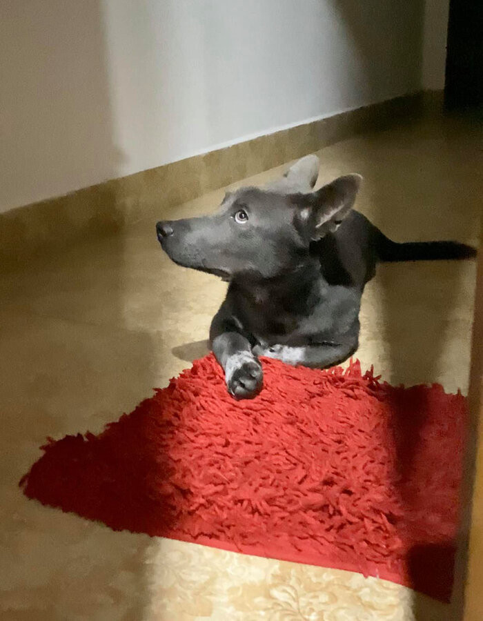 Sau hơn 4 tháng, thú cưng Nguyễn Văn Dúi có màn “lột xác” căng đét khiến nhiều người bất ngờ.