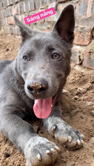 Ngoài những lời khen về sự “dậy thì thành công” của Dúi, số khác lại không khỏi bất ngờ khi so sánh những hình ảnh của “boss quốc dân” hiện tại với mấy tháng trước.