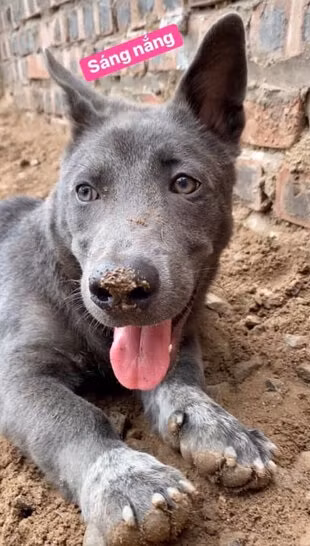 Ngoài những lời khen về sự “dậy thì thành công” của Dúi, số khác lại không khỏi bất ngờ khi so sánh những hình ảnh của “boss quốc dân” hiện tại với mấy tháng trước.
