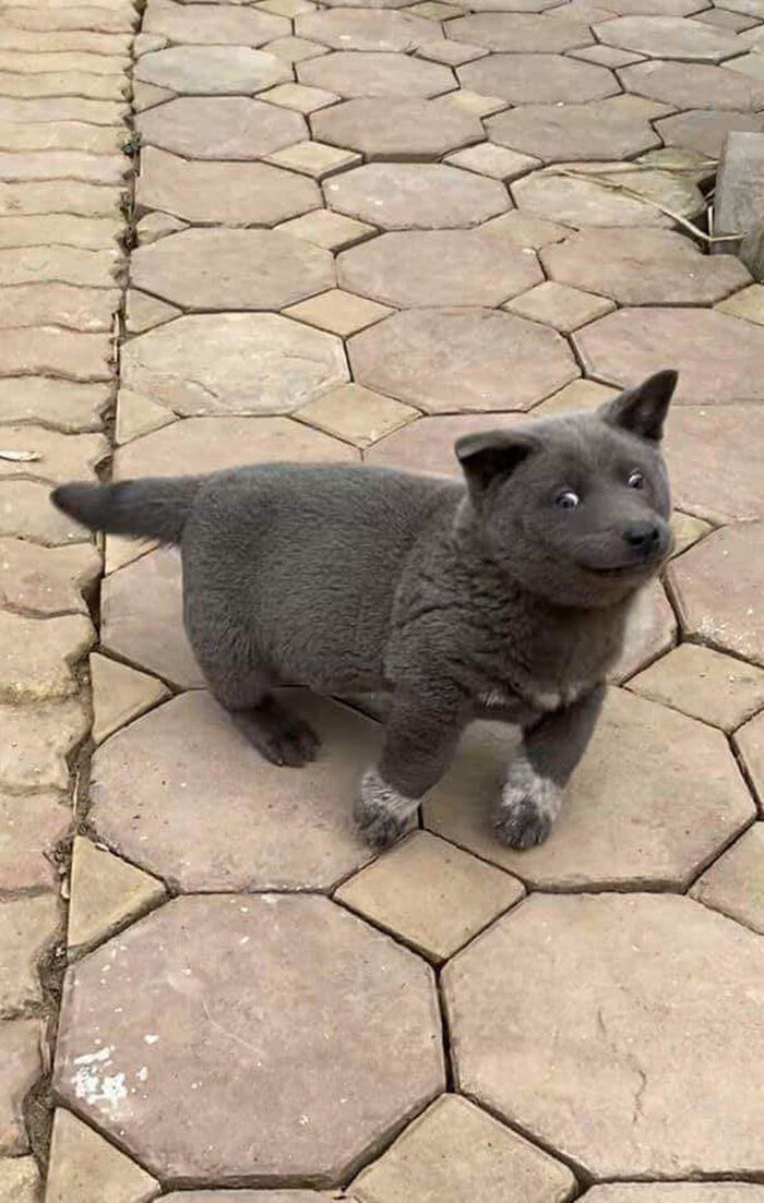 Những khoảnh khắc ngộ nghĩnh của idol Nguyễn Văn Dúi nhanh chóng gây “bão” và nhận được nhiều sự thích thú từ phía cư dân mạng.