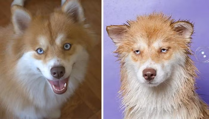 Tuy hơi giảm độ chảnh nhưng thần thái của chú chó cưng vẫn hung dữ còn nguyên.