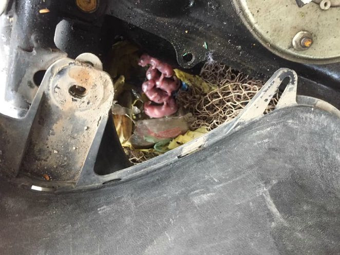 Không chỉ có rắn, chuột cùng là loạt vật hay vào xe máy để làm nhà và sinh nở.