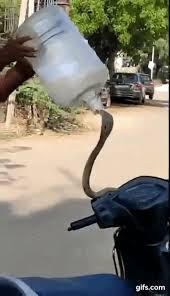 Cách đây không lâu, một chàng trai phát hiện một chú rắn hổ mang nằm gọn trong tay lái xe máy của mình.