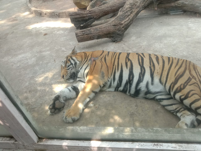 Sự "hiền dịu" của vị chúa sơn lâm này khiến du khách khăng khăng đó là một chú... mèo màu cam.