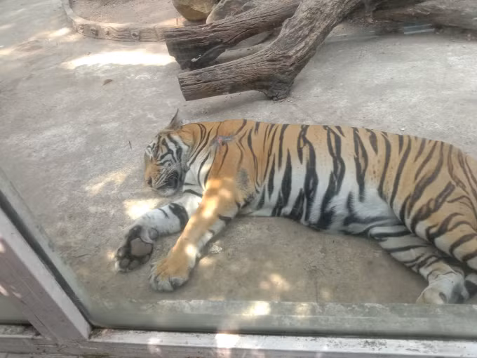 Sự "hiền dịu" của vị chúa sơn lâm này khiến du khách khăng khăng đó là một chú... mèo màu cam.