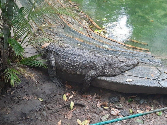 Ở Thảo Cầm Viên có cá sấu nhưng chẳng bao giờ thấy di chuyển.