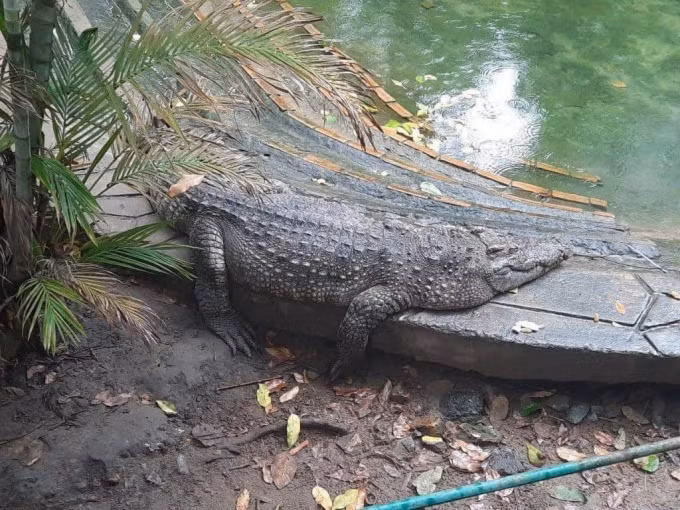 Ở Thảo Cầm Viên có cá sấu nhưng chẳng bao giờ thấy di chuyển.