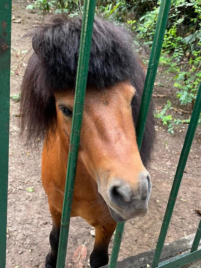 Chú ngựa với bộ "tóc" rất trend ở Thảo Cầm Viên mà ai nhìn cũng phải bật cười.