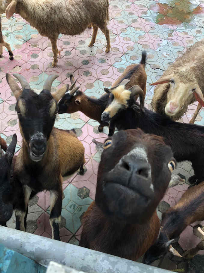 Khuôn mặt "xin xỏ" đồ ăn của chú dê khiến nhiều dân mạng bật cười khi đi Thảo Cầm Viên.