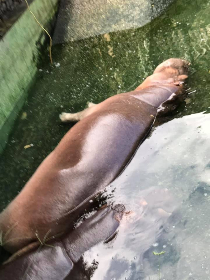 Nhiều du khách tới đây "vừa bực vừa buồn cười" khi bỏ tiền mua vé nhưng lần nào đến đây cũng thấy những chú hà mã này đang nằm ngủ.