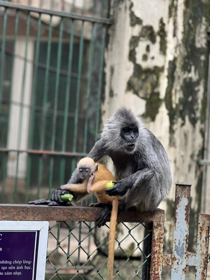 Câu chuyện "drama ngoại tình" của mẹ khỉ xám đẻ ra khỉ con vàng từng khiến cõi mạng được phen dở khóc dở cười. Và điều trùng hợp là con khỉ chuồng bên cũng có màu vàng nên càng khiến dân tình bán tín bán nghi.
