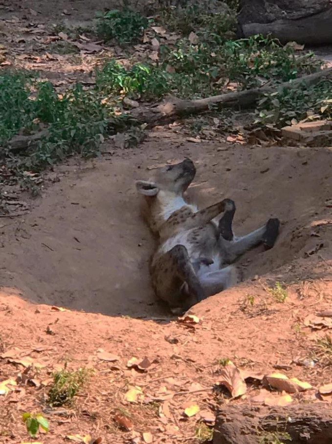 Một dân mạng thốt lên rằng nhìn hình ảnh này liền thấy văng vẳng trong đầu: ""Hôm nay đại vương sai ta đi tuần núi" trong phim Tây Du Ký. Và điều này đã được rất nhiều người đồng tình.