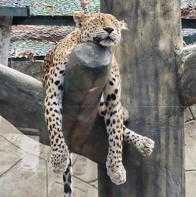 Dù nhìn ảnh thì ai cũng biết đây là con gì nhưng dân tình nhất quyết gọi nó là... con lười.