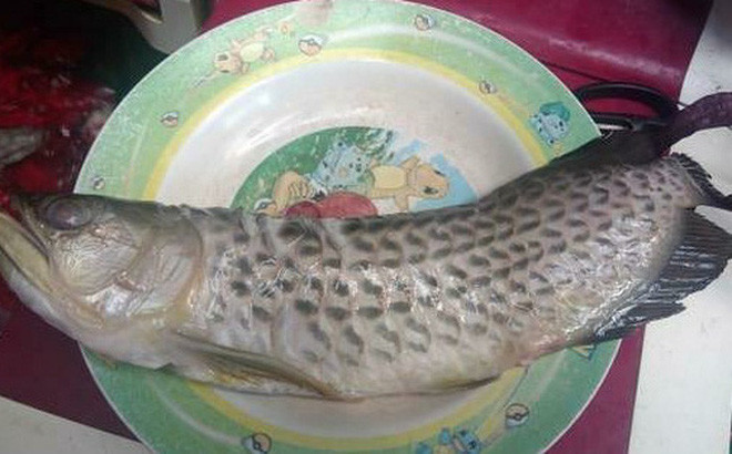 Nhiều người quan niệm rằng cá rồng có thể xua đuổi tà khí, làm giàu cho gia chủ. Có lẽ vì biết lý do đó mà không ít người chơi trội làm thịt cá rồng để đãi bạn.