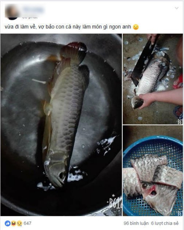 Lại thêm một trường hợp cá rồng bị vợ đem ra làm thịt không thương tiết.