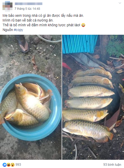 Cùng chung số phận, một anh chồng mượn cớ họp lớp đi nhậu, lại karaoke với bạn bè, gọi điện thì không nghe khiến cô vợ "giận tím người". Ngay lập tức, cô "lập đàn" thông báo cho chồng về những chú cá Koi đắt đỏ của mình tại nhà với nội dung: "Cứ về muộn 30 phút thì bà rán giòn một con".