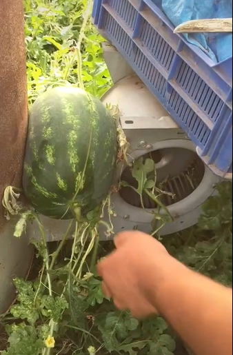 Thậm chí, chủ vườn đã nghĩ đến cách bổ đôi ra rồi vẫn không cho được ra ngoài.