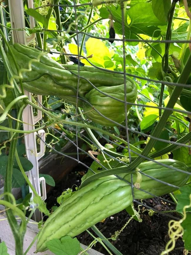 "Có đỏ mà chẳng có thơm thì nên cơm cháo gì", "Dưa gì mà toàn cùi vậy, đã thế lại mọc ngang trái buồn cho chủ vườn" hay "Cái cùi nó còn dày hơn cả mặt đất, thương thay anh chủ vườn"... là những bình luận dân mạng để lại dưới clip quả dưa hấu mọc "trái ngang" nhất thế giới.