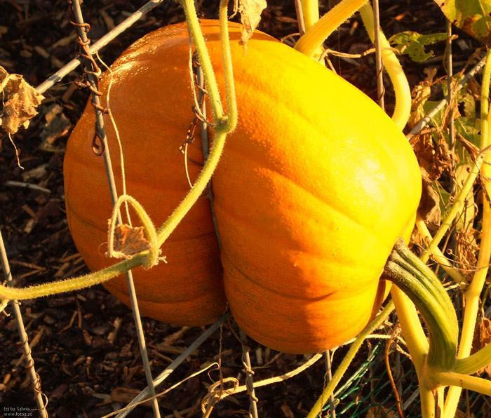 Cách đây chưa lâu, dân mạng cũng cho đăng tải loạt ảnh khiến bạn kinh ngạc khi thấy các loại quả cây vẫn hiên ngang sống sót giữa địa hình phức tạp.