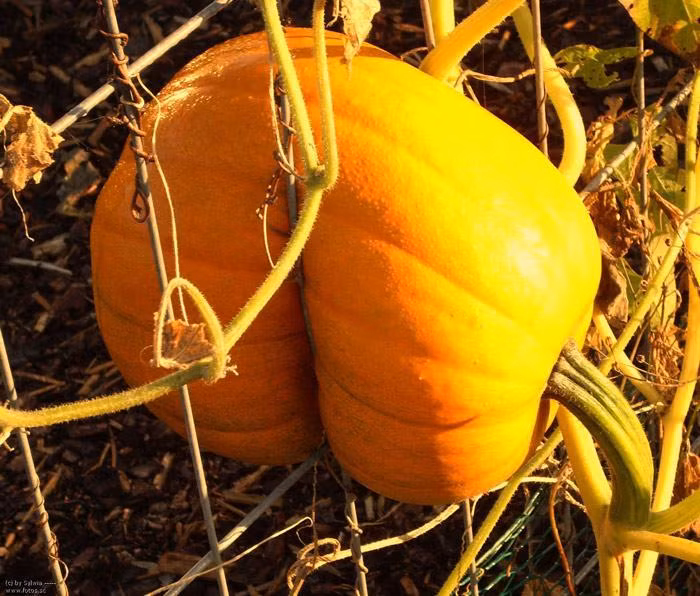 Cách đây chưa lâu, dân mạng cũng cho đăng tải loạt ảnh khiến bạn kinh ngạc khi thấy các loại quả cây vẫn hiên ngang sống sót giữa địa hình phức tạp.