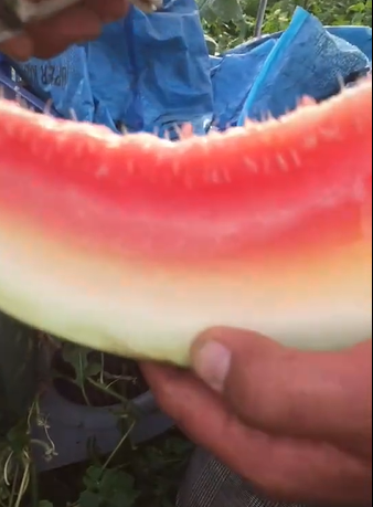 Tuy nhiên, cố gắng đến mức cuối cùng rồi mà phần ruột bên trong lại chẳng được đỏ và ngọt khiến người chủ vườn cảm thấy thất vọng.