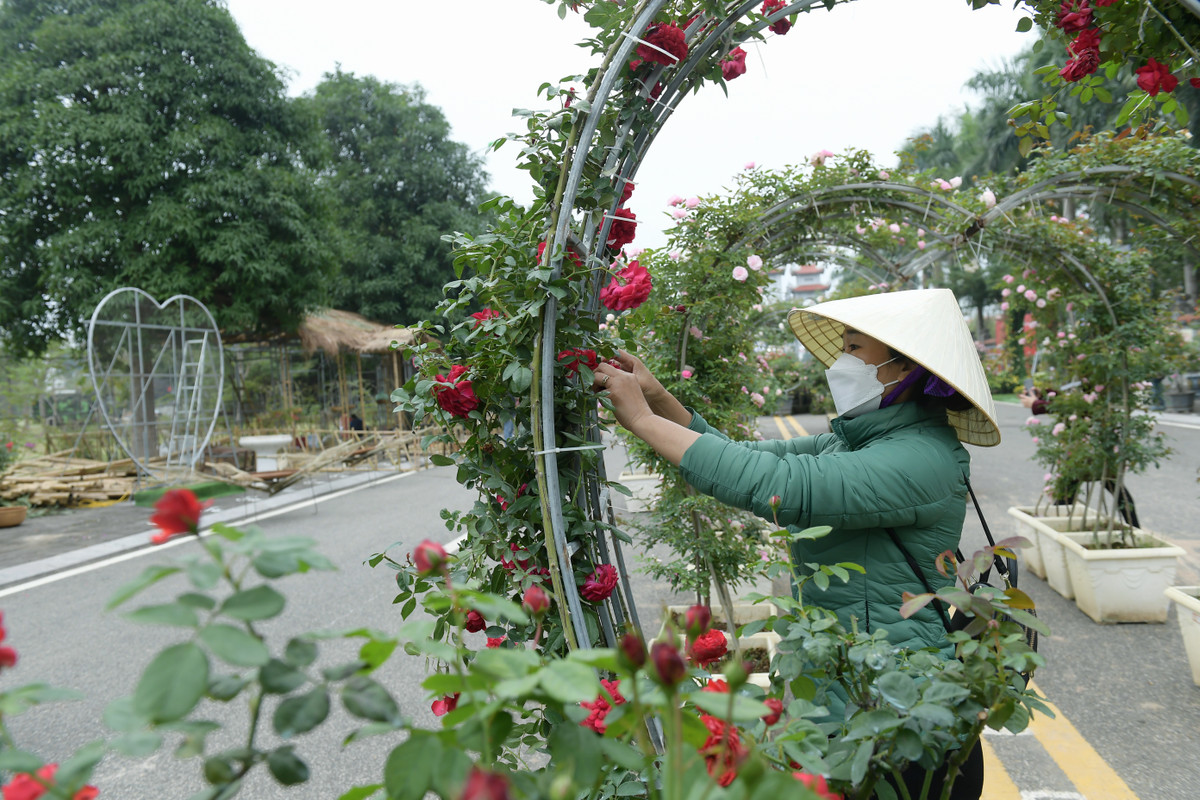 Đặng Chu Đồng (Vườn hoa Xuân Thuỷ) chia sẻ: "Năm nay, người dân chúng tôi làm cây hoa hồng khó khăn hơn do yếu tố thời tiết năm nay không thuận lợi là thứ nhất. Điều thứ hai là năm nay lượng mưa ít, sương nhiều. Năm nay, huyện triển khai lễ hội hoa, người dân chúng tôi cũng phải tập trung hơn để giữ và chăm sóc hoa cho thật đẹp...