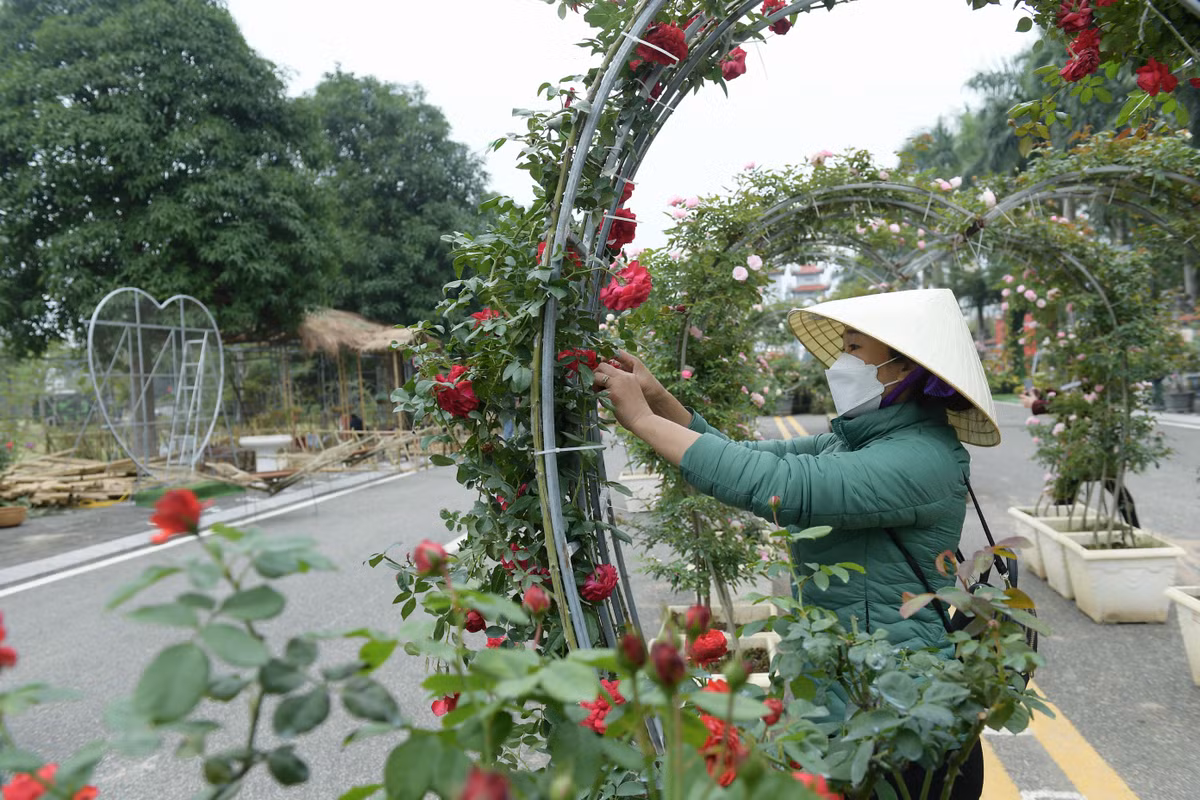 Đặng Chu Đồng (Vườn hoa Xuân Thuỷ) chia sẻ: "Năm nay, người dân chúng tôi làm cây hoa hồng khó khăn hơn do yếu tố thời tiết năm nay không thuận lợi là thứ nhất. Điều thứ hai là năm nay lượng mưa ít, sương nhiều. Năm nay, huyện triển khai lễ hội hoa, người dân chúng tôi cũng phải tập trung hơn để giữ và chăm sóc hoa cho thật đẹp...