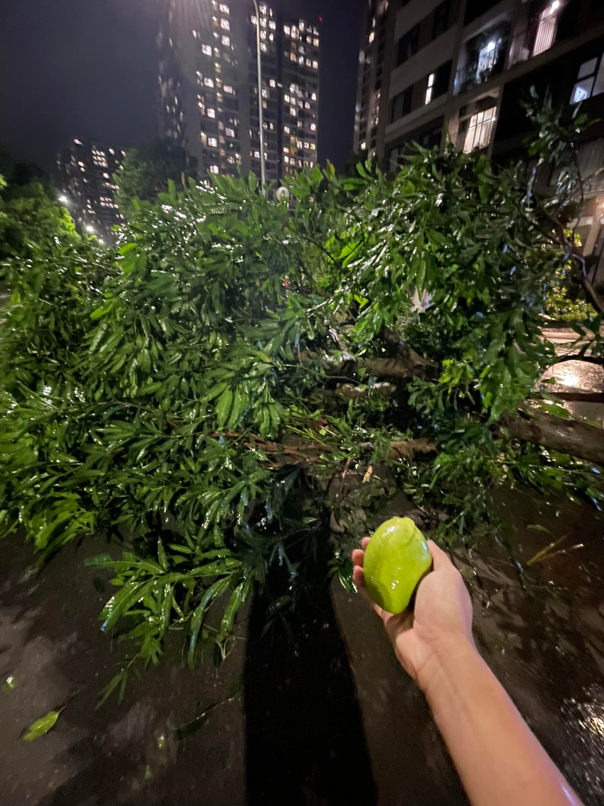 Cây xoài tại một khu đô thị ở Hà Nội bị quật ngã và là cơ hội cho nhiều người dân thu hoạch.