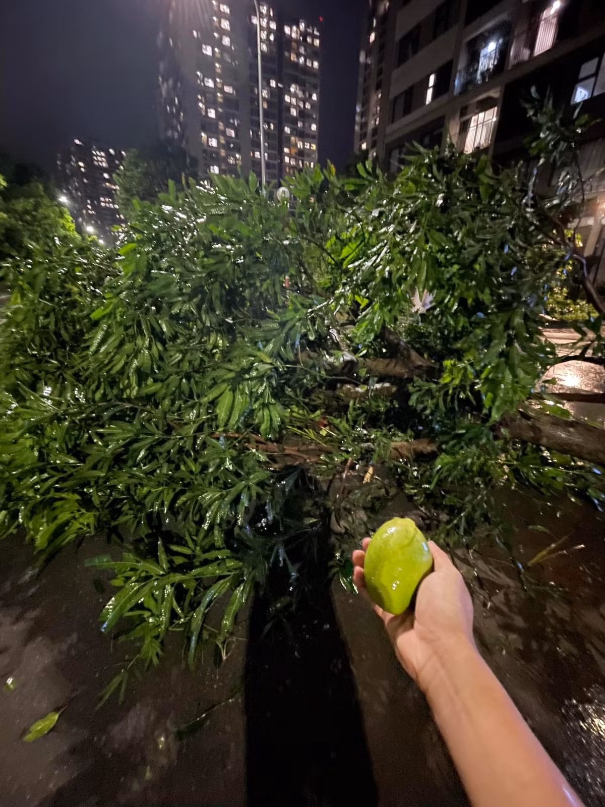 Cây xoài tại một khu đô thị ở Hà Nội bị quật ngã và là cơ hội cho nhiều người dân thu hoạch.