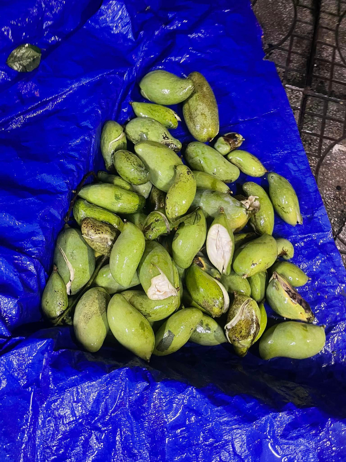 Với những quả xoài xanh này, nhiều người đã hiến kế chế biến ra sao để được món ngon.