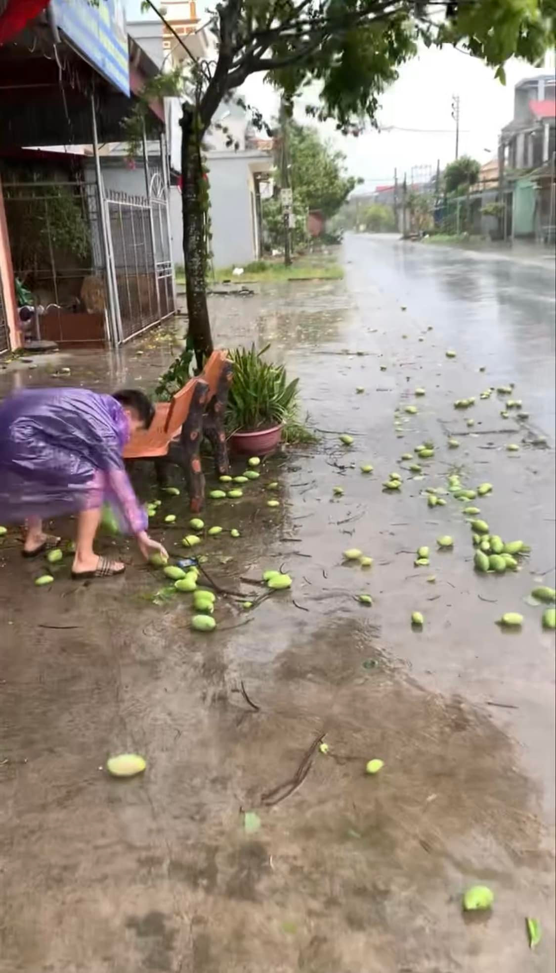 Cây xoài trước nhà một người dân tại Hà Nội sau khi bão Yagi quét qua và sáng hôm sau được nhanh chóng thu hoạch.