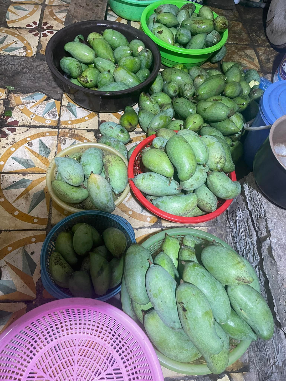 Xoài đủ các kích thước được người dân nhặt về sau trận bão Yagi.