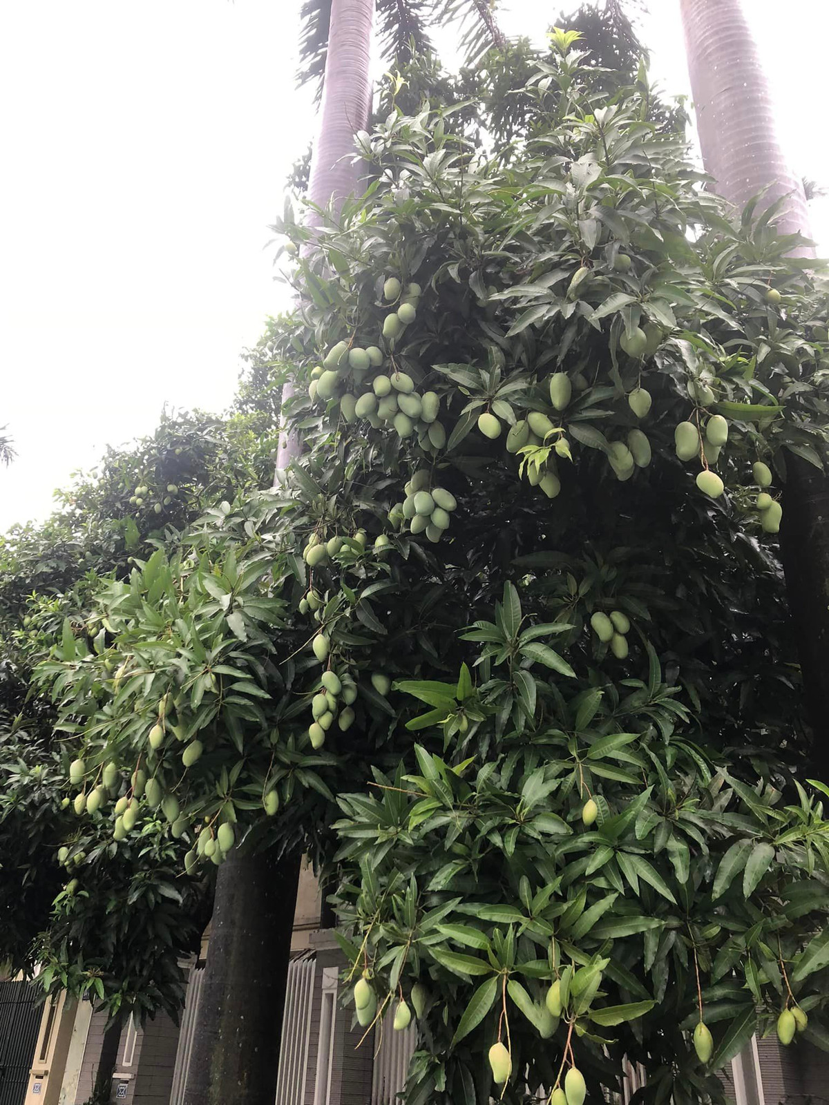 Cây xoài trĩu quả hiểm có trụ lại được sau gió bão Yagi.