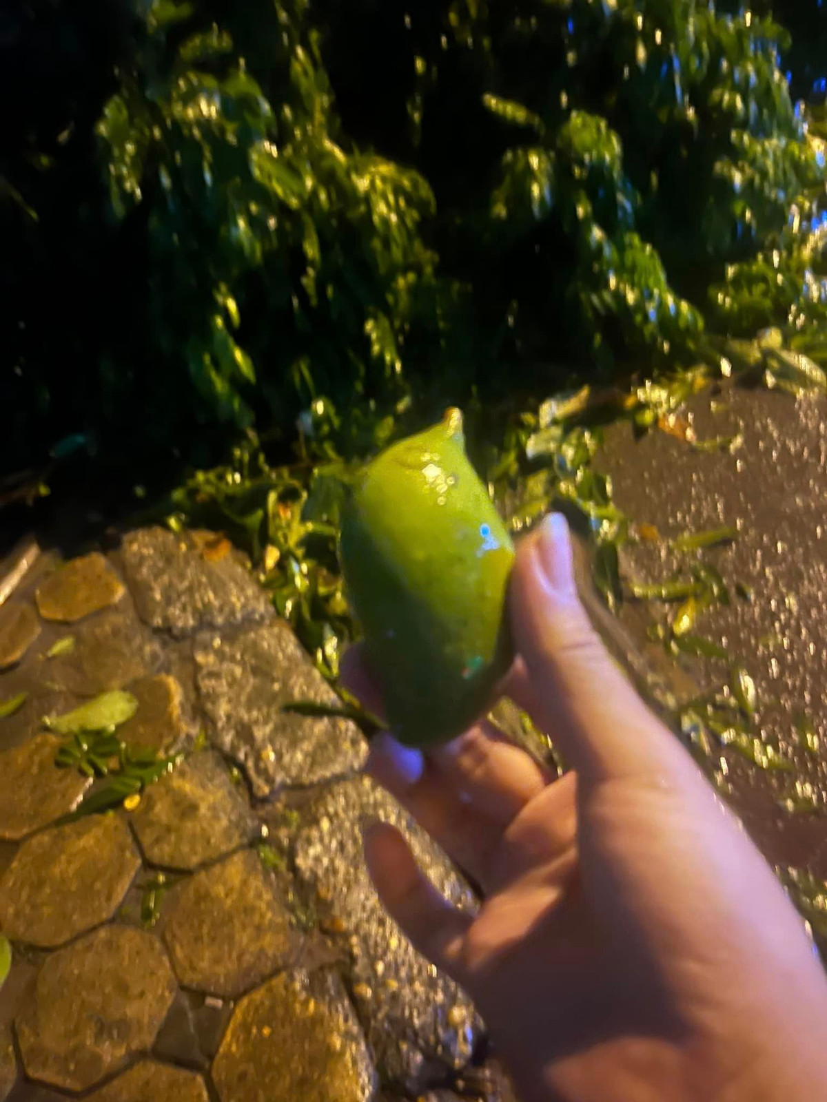 Trên nhiều hội nhóm, các netizen khoe chiến lợi phẩm của mình.