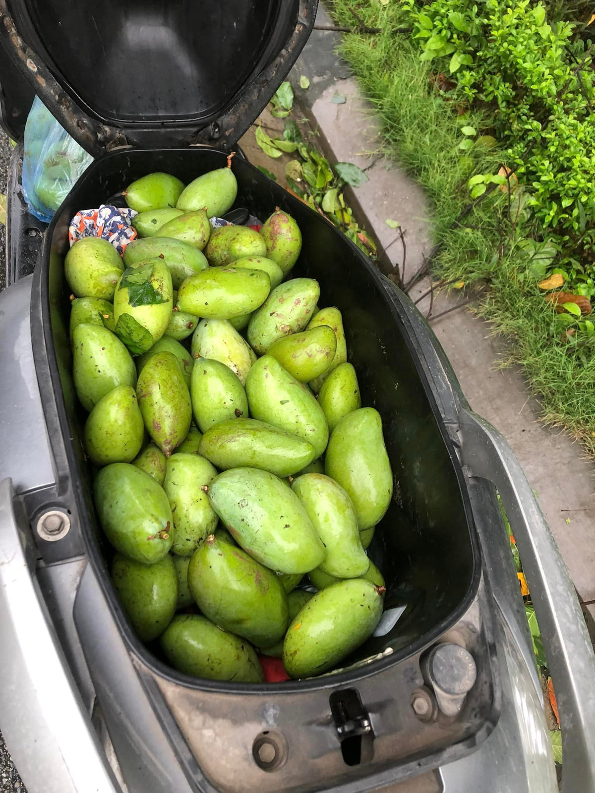 Một cốp xe thu hoạch đầy xoài.