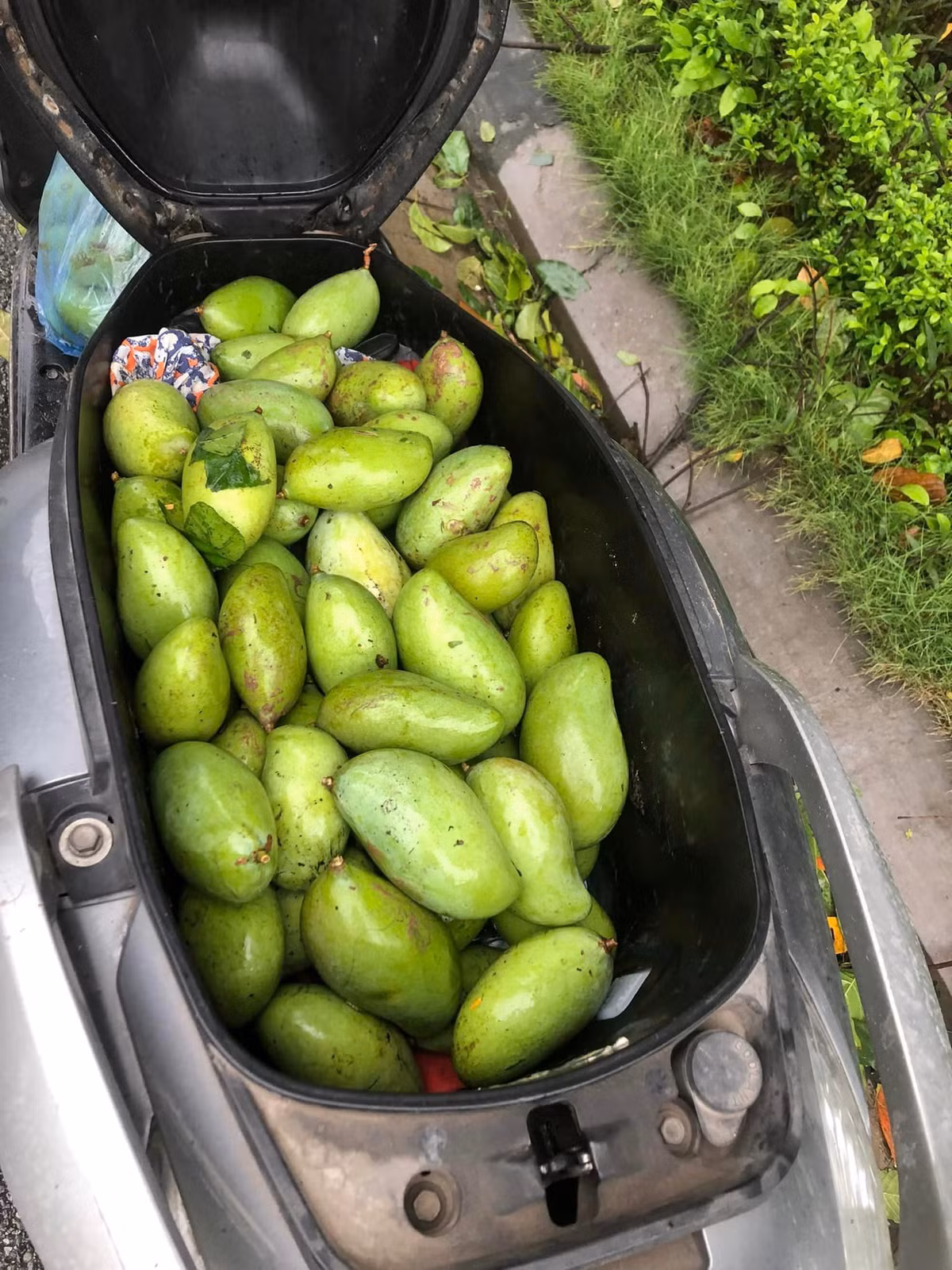 Một cốp xe thu hoạch đầy xoài.