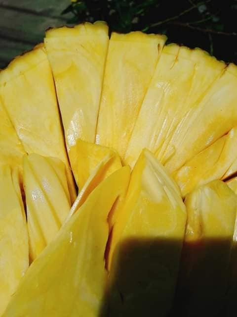 Mít Ba Láng cũng có những quả rất to, tận hơn 20kg nên giá tiền nhân lên có thể tới cả triệu đồng nhưng vẫn được lùng mua nhiệt tình.