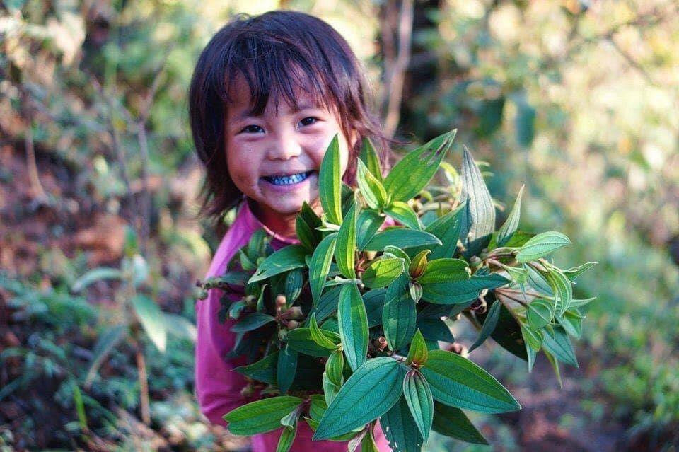 Chẳng hiểu thế hệ 9X có còn nhớ những ngày lên rừng tìm sim tím ăn rồi về nhà không dám cười vì những chiếc răng đen xì không?