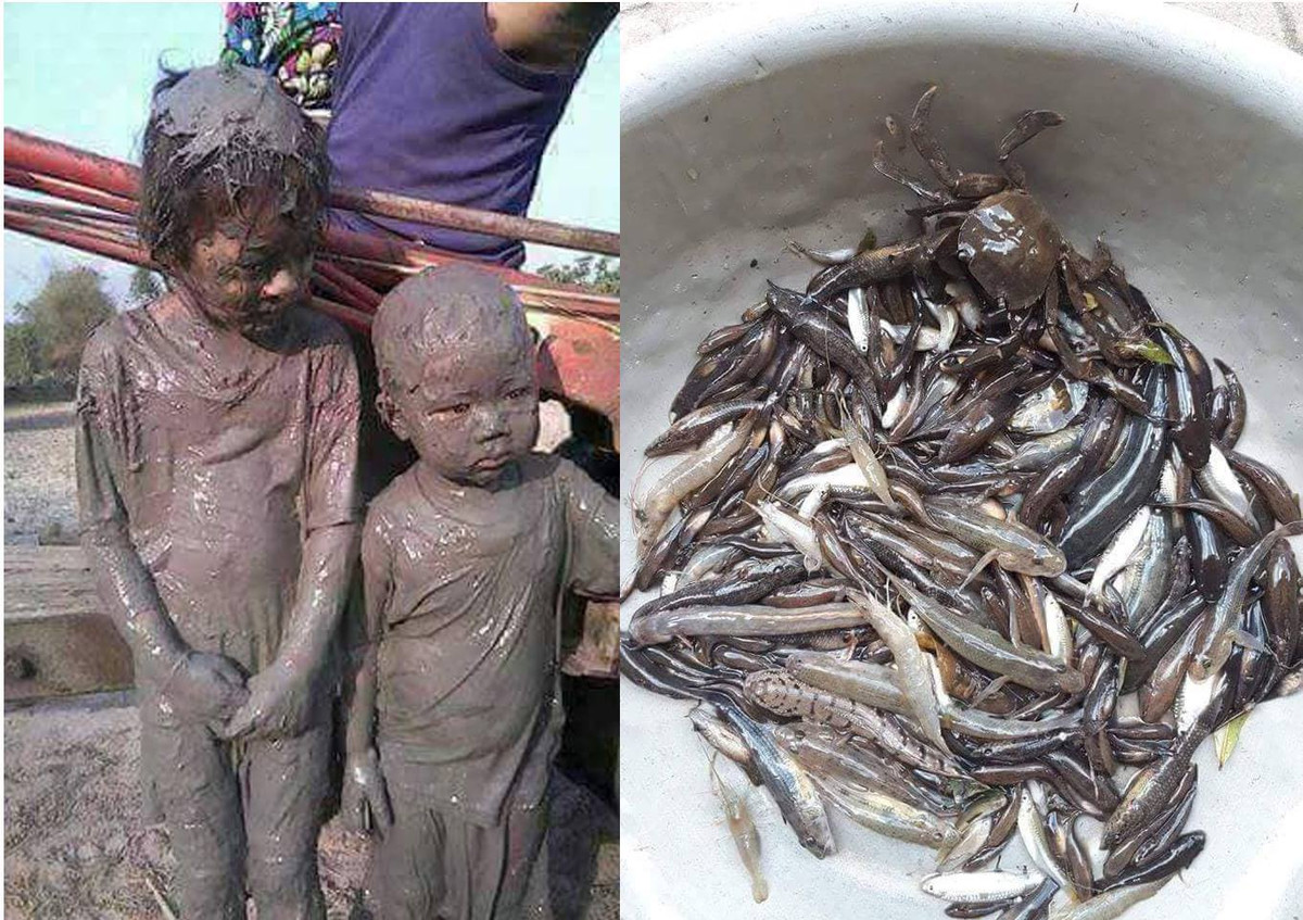 Những ngày hè dù nước ngoài đồng nóng như được đun nhưng nhiều bạn trẻ hồi đó vẫn lăn lội, ngụp bùn để bắt những con tôm, con tép về cùng nhau ăn.