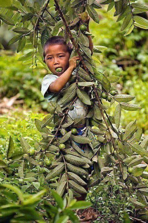 Chơi ngoài đồng chán rồi thì chuyển sang chơi trong vườn. Ấy thế mới có chuyện những đứa trẻ trong xóm bị chó đuổi té khói vì đi trộm quả ăn những buổi trưa hè.
