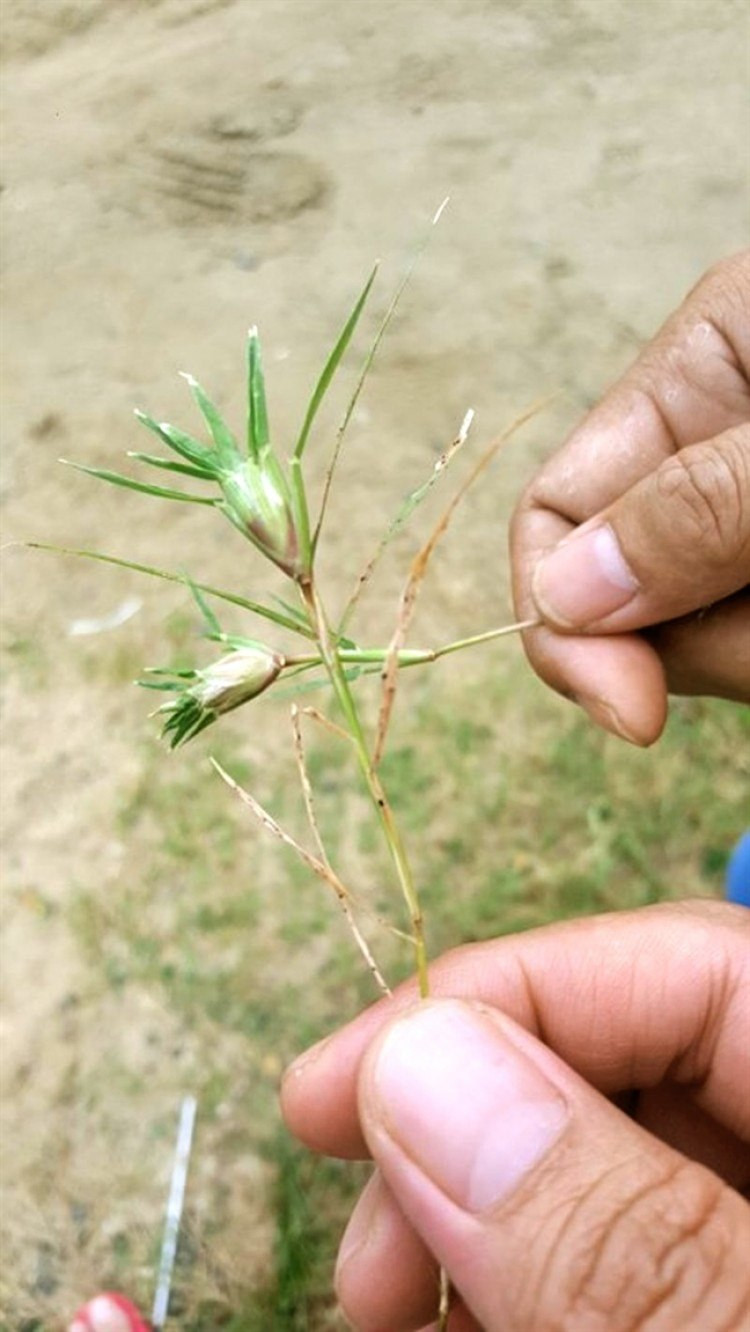 Thời điểm nghỉ hè cũng là lúc "bùng nổ" những màn đấu đá gay cấn từ những chú "gà chiến" làm từ cỏ gà hoặc nhị hoa phượng.
