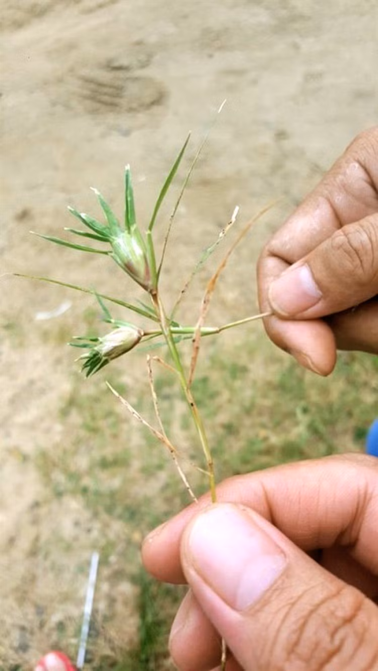 Thời điểm nghỉ hè cũng là lúc "bùng nổ" những màn đấu đá gay cấn từ những chú "gà chiến" làm từ cỏ gà hoặc nhị hoa phượng.