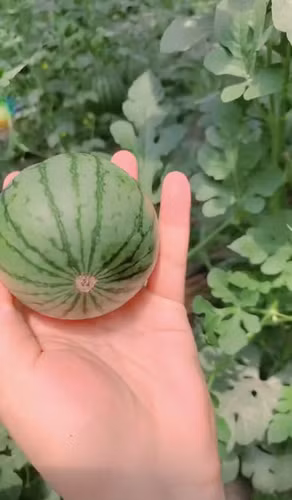 Trước đó, không ít những màn bổ dưa hấu mini và cái kết cùng thu hút sự chú ý của cộng đồng mạng.