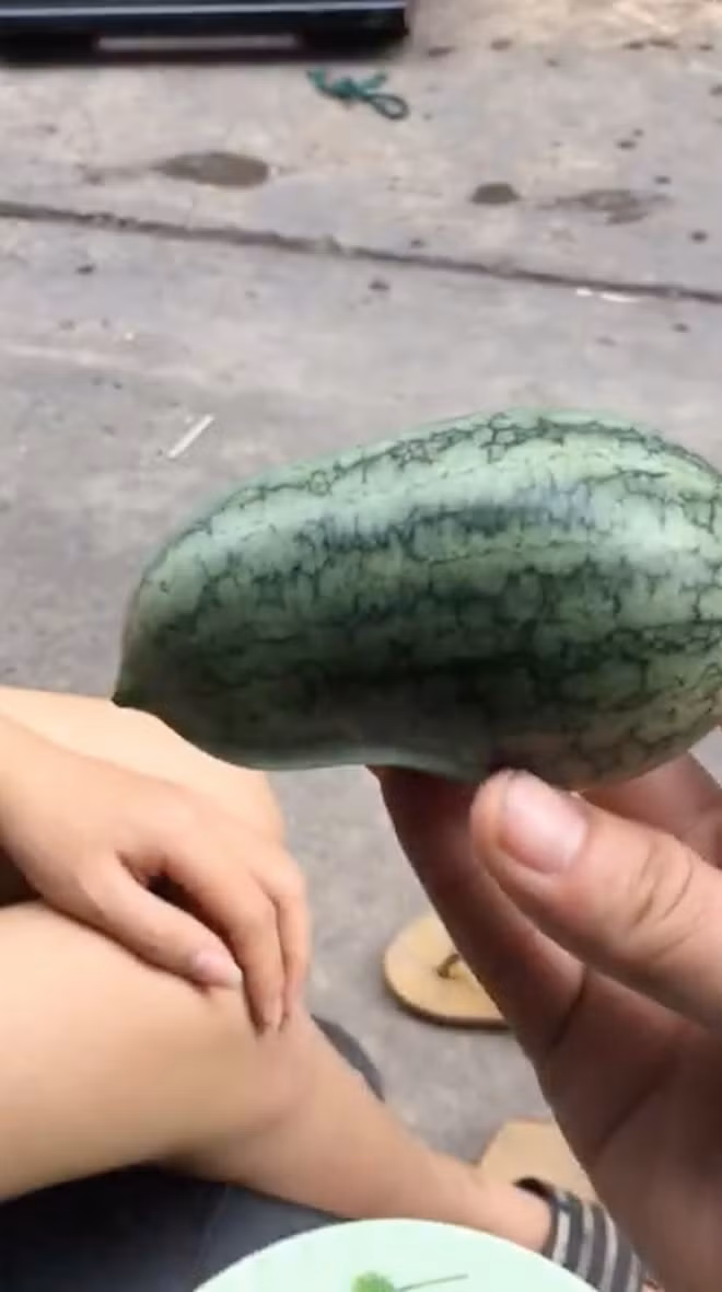 Mới đây, một clip đạt gần triệu view đang viral trên YouTube về quả dưa hấu được miêu tả "Đi cả Sài Gòn không đâu kiếm được trái này" khiến không ít netizen phải tò mò.