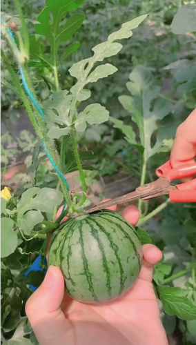 Điển hình, một số netizen đã để lại bình luận dưới màn clip bổ dưa mini: "Đang nghĩ lại là mấy trái dưa suy dinh dưỡng trên mạng có đầy, không ngờ cái kết xuất sắc thật đó", "Dưa ngon quá, mình chỉ thích ăn trái nhỏ thế này thôi, cho xin giống được không?" hay "Dưa này là dưa non, ở ruộng nhà mình thu hoạch người ta toàn bỏ thôi".