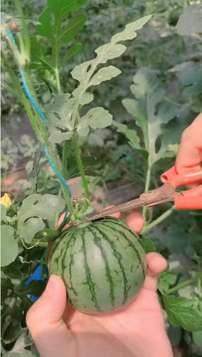 Điển hình, một số netizen đã để lại bình luận dưới màn clip bổ dưa mini: "Đang nghĩ lại là mấy trái dưa suy dinh dưỡng trên mạng có đầy, không ngờ cái kết xuất sắc thật đó", "Dưa ngon quá, mình chỉ thích ăn trái nhỏ thế này thôi, cho xin giống được không?" hay "Dưa này là dưa non, ở ruộng nhà mình thu hoạch người ta toàn bỏ thôi".